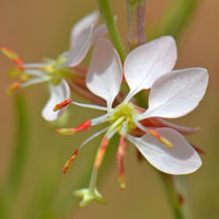 White, pink, purple; Oenothera suffrutescens (Gaura coccinea), Scarlet Beeblossom