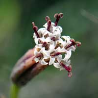 Slender Poreleaf, Odora or Yerba-del-Venado, Porophyllum gracile