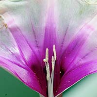 Pinkthroat Morning-glory, Ipomoea longifolia