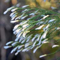 Desert Broom or Greasewood shown here are the white bristles which carry the seeds air-borne; Baccharis sarothroides