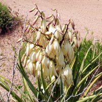 Banana Yucca, flowers ream or whitish may be tinged with purple. Yucca baccata