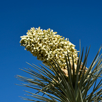 Joshua Trees flowers are white, off-white or greenish. Yucca brevifolia