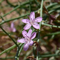 Brownplume Wirelettuce; flowers white, pink, lavender pink or flesh colored, Stephanomeria pauciflora