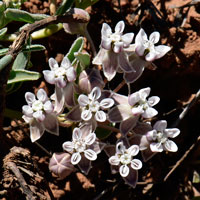 Dwarf Milkweed or Largeseed Milkweed; flowers may be greenish to purplish, Asclepias involucrata