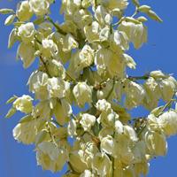Soaptree Yucca, flowers has beautiful showy cream white pendent flowers. The attractive clusters of bell-shaped flowers bloom along the sides of a long flowering stalk that may reach 7 feet tall. Yucca elata