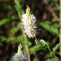 Whiteflower Prairieclover, Dalea albiflora
