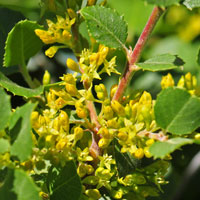Holly-leaf Buckthorn or Hollyleaf Redberry, Rhamnus ilicifolia