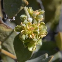 Flower greenish or yellowish-green; Jojoba, Coffee Berry or Deer Nut, Simmondsia chinensis
