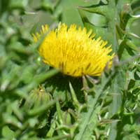Spiny Sowthistle or Prickly-Sowthistle, Sonchus asper