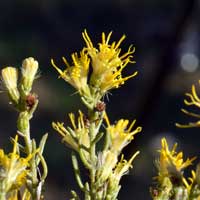 Turpentine Bush or "Ericameria", Ericameria laricifolia