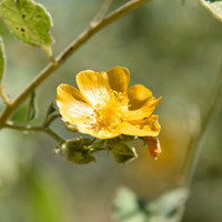 Chisos Mt Indianmallow, Allowissadula holosericea