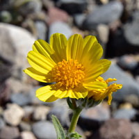 Hairy Desertsunflower or Desert Sunflower, Geraea canescens