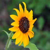 Prairie Sunflower or Plains Sunflower, Helianthus petiolaris