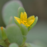 Common- or Garden- Purslane, Portulaca oleracea