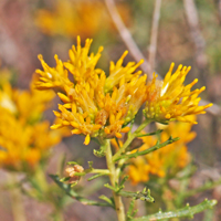 Burroweed or Burrow Goldenweed, Isocoma tenuisecta