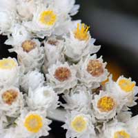 Western Pearly Everlasting; flowers may look white or yellow; Anaphalis margaritacea